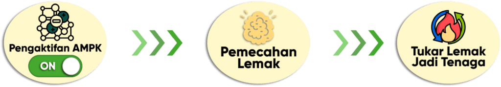 metaponin malaysia aktikfkan ampk